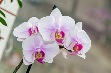 White and mauve orchid branch phal flowers, close up, window background