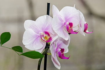 Fototapeta na wymiar White and mauve orchid branch phal flowers, close up, window background