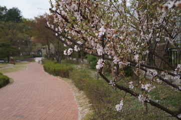 벚꽃과 산책길