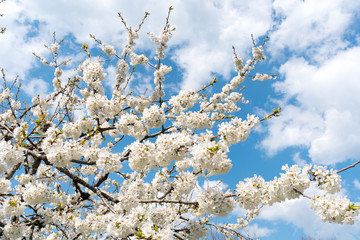 Obraz premium detail view of a blossoming cherry tree under a bright blue sky
