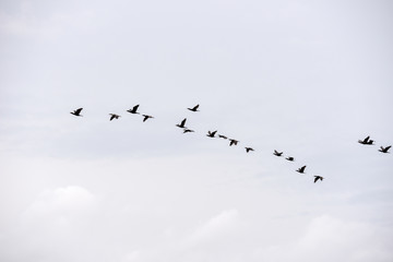 Group of birds flying at Atins, Brazil