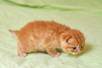 Scottish red kitten on a light green background