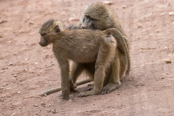 Two baboons cleaning each other