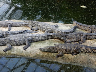 Crocodiles
