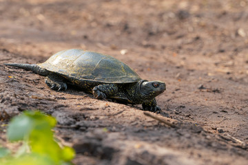 The European pond turtle (Emys orbicularis), also called the European pond terrapin and European pond tortoise on the forest road