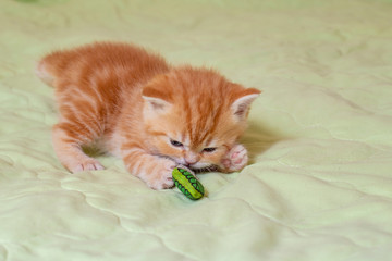 Scottish red kitten on a light green background