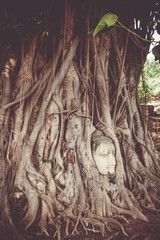 Buddha Head in Tree Roots, Wat Mahathat, Ayutthaya, Thailand