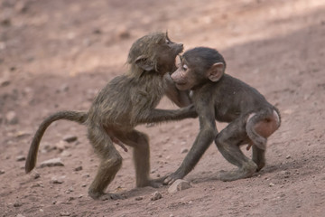 Two baboons playing 