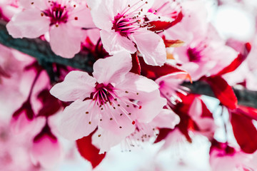 Pink petal flowers, cherry tree blossom. Springtime in Japan.