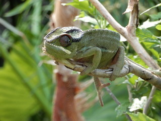 Caméléon