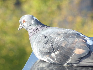 Taube