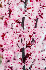 Pink petal flowers, cherry tree blossom. Springtime in Japan.