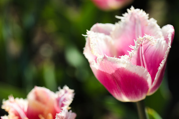 Beautiful bouquet of tulips nature background.