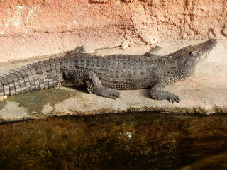 Fototapeta premium Crocodiles