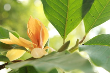 Magnolia champaca is known in English as champak.