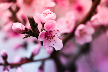 Pink peach flowers begin blooming in the garden. Beautiful flowering branch of peach on blurred garden background. Close-up, spring theme of nature. Selective focus