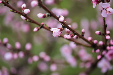 Pink peach flowers begin blooming in the garden. Beautiful flowering branch of peach on blurred garden background. Close-up, spring theme of nature. Selective focus