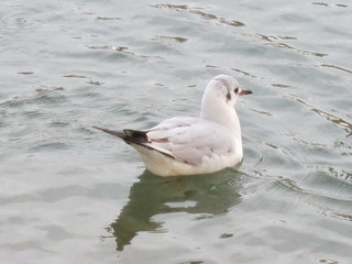 Möwen