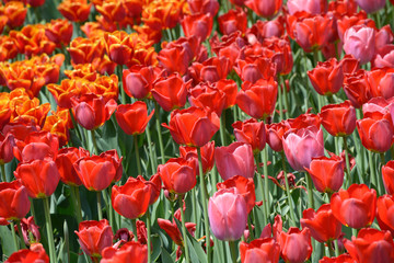 Red tulips and burgeons growing on the lawn