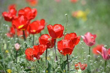 Red tulips growing on the lawn in front of a blurred background