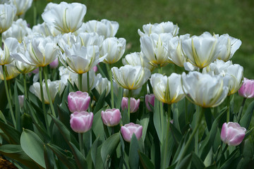 White and purple tulips growing on the lawn 