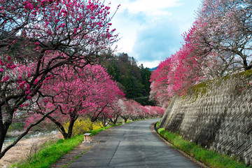 花桃が続き日本の綺麗な山の風景