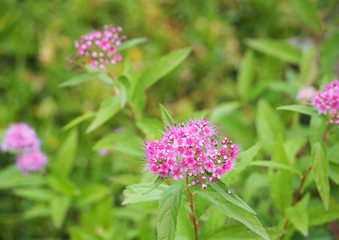 Japanese Spiraea Shimotsuke pink flowers