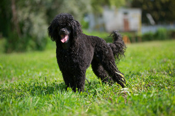 Black poodle is standing in a park