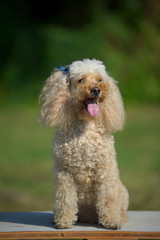 Apricot miniature poodle is sitting in a park