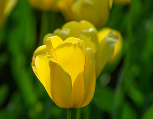 Tulip