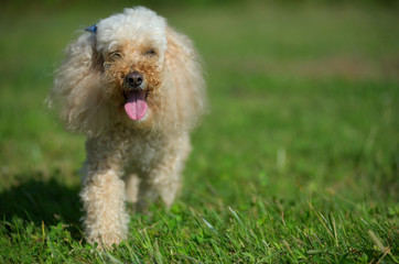 Apricot miniature poodle is happy walking in a park