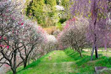 遠近感がある奥行きのあるあぜ道と色とりどりの花桃