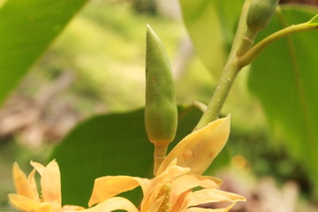 Naklejka na ściany i meble Yellow colored or orange colored Magnolia (Michelia champaca) flower
