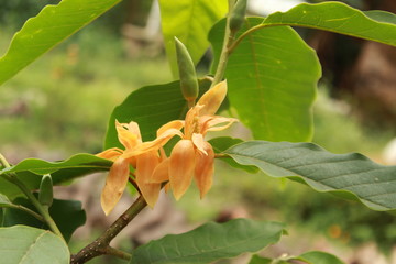 Yellow colored or orange colored Magnolia (Michelia champaca) flower