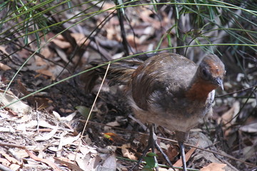 Ein Leierschwanz in den Blue Mountains in Australien