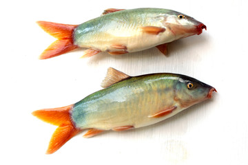 Blue Botia isolated on white background ,Freshwater fish