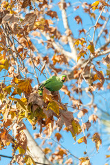 Green parrot in hayarkon park, Tel Aviv, Israel