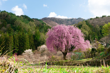 青空の山の中の一本のしだれ桜