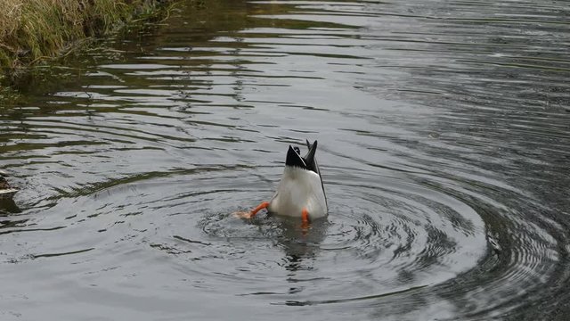 A duck dives into the water in a local pond. A duck under water eats algae.