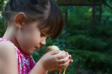 Little girl holding fluffy chick in the yard outdoors. Happy childhood concept. Copy cpace