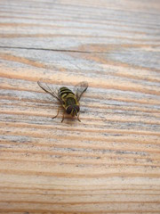 Schwebfliege
