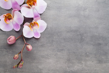 Fototapeta na wymiar Spa orchid theme objects on grey background.
