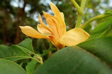 Obraz premium Yellow-orange coloured champak ((Michelia champaca)) flower in bloom.This flower Known by several names all over India (Champak, Chapha, Chenbagam, Leihao, Sopa)