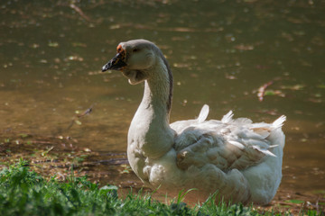 Brown goose sits on the shore of a rural pond surrounded by green grass. goose on green background