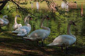 several white swans on the bank of the domestic river surrounded by green trees and grass. Swan closeup