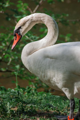 White swan near the rural pond surrounded by green trees and grass. Swan closeup