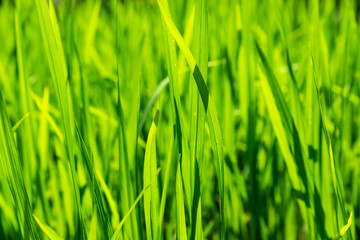 Fototapeta na wymiar Closeup shot of young rice plants growing