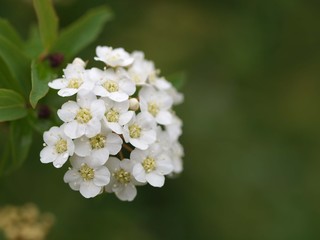コデマリの花