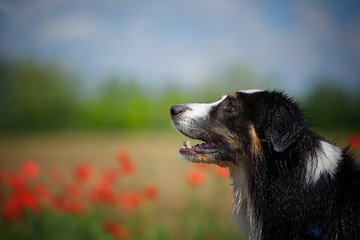 Profile head portrait of a black tricolor australian sheperd