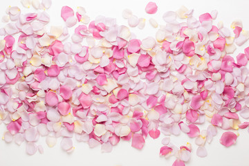 Pink rose flowers petals on white background. Flat lay, top view, copy space.